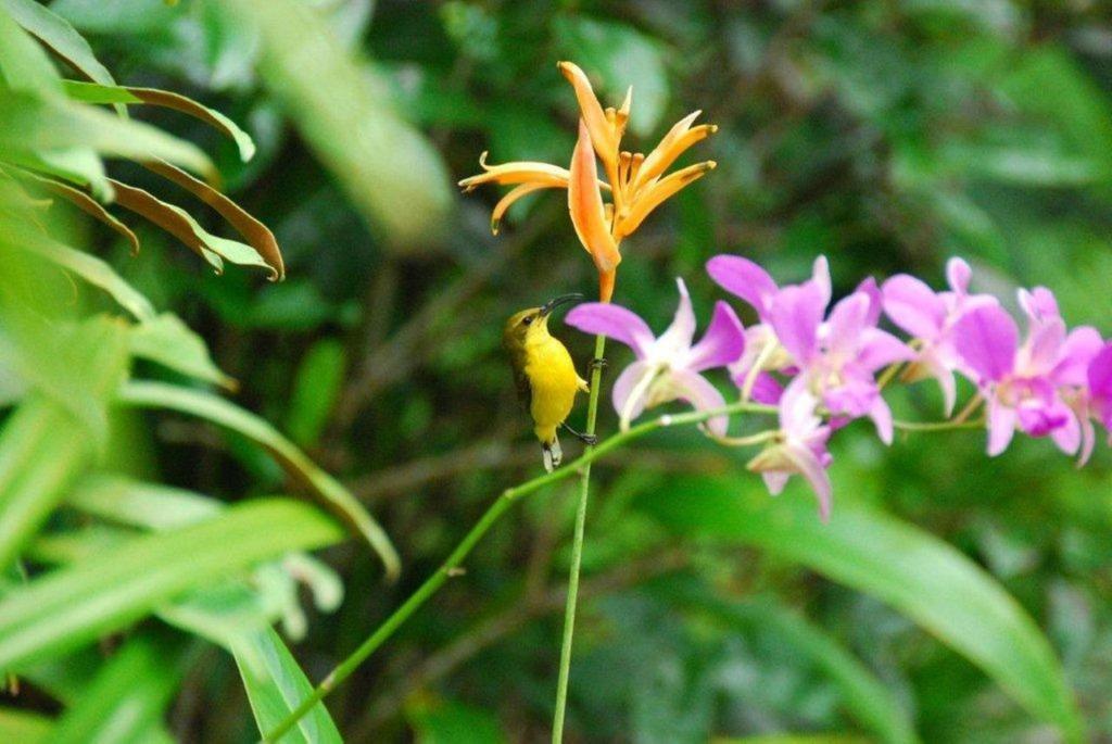 Pink Flamingo Resort Port Douglas Phòng bức ảnh